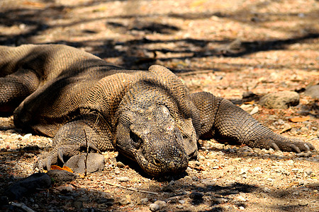 在科莫多国家公园特写了一只Komodo龙情调环境怪物旅行食肉国家蜥蜴危险荒野巨蜥图片