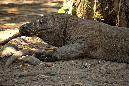 在科莫多国家公园特写了一只Komodo龙监视器旅行蜥蜴动物园爬虫怪物皮肤海洋巨蜥濒危图片