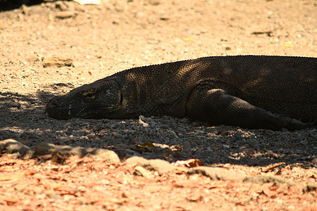 在科莫多国家公园特写了一只Komodo龙公园野生动物捕食者皮肤异国巨蜥珊瑚爬虫危险情调图片