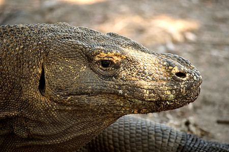 在科莫多国家公园特写了一只Komodo龙动物荒野尾巴情调危险监视器热带旅行食肉国家图片