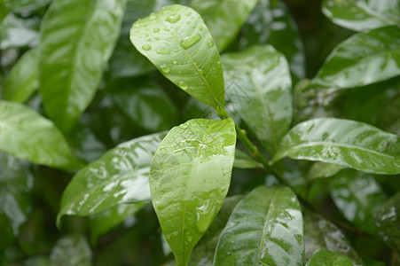 落在绿树植物叶子上的夏季季风雨 树叶上的雨滴图片 美丽的雨季 自然背景 特写 图片 对前景的选择性关注森林水坑农场生长衬套季风摄图片