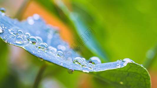 环境 新鲜性和自然概念 雨后绿叶上大量大滴水 美丽的叶质图案以及阳光气泡背景生长植物叶子天气气候健康季节图片