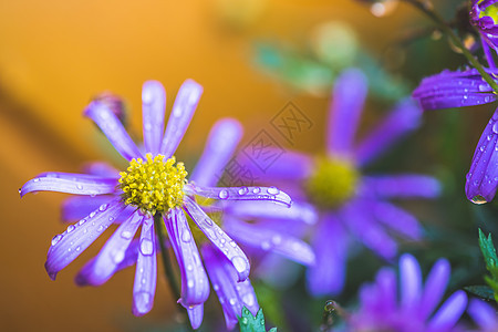 雨后紫花 壁纸 紫花上大量水滴植物天气生活公园雨滴墙纸紫色花瓣气候季节图片