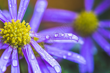 雨后紫花 壁纸 紫花上大量水滴植物花瓣雨滴生活天气公园气候植物群叶子紫色图片