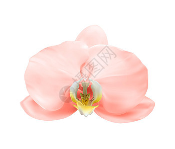 逼真的 3d 粉红色兰花花隔离在白色 它制作图案矢量图片