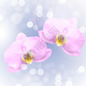 逼真的 3d 兰花花光泽背景 矢量图 Eps1异国绘画装饰库存插图粉色花瓣植物群风格花园图片