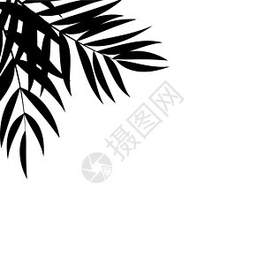 与热带棕榈叶的抽象自然背景 它制作图案矢量衬套叶子森林棕榈生长白色椰子植物绿色花园背景图片