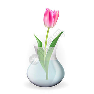 逼真的 3d 玻璃透明花瓶与郁金香花 海报贺卡的设计元素 矢量图 Eps1卡片水彩花束反射花瓣插图活力植物叶子艺术图片