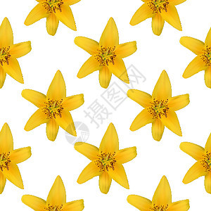 白色黄色自然百合花的彩色背景图案 它制作图案矢量图片