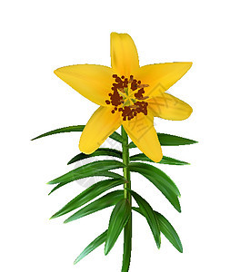 五颜六色的黄色自然主义百合花在白色背景上的绿色茎上 它制作图案矢量图片