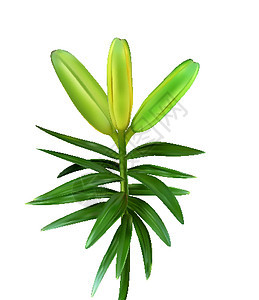 五颜六色的自然主义未吹开的百合花芽在白色背景上的绿色茎上 它制作图案矢量图片
