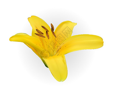 在白色背景的五颜六色的开花的黄色自然主义百合花 它制作图案矢量图片