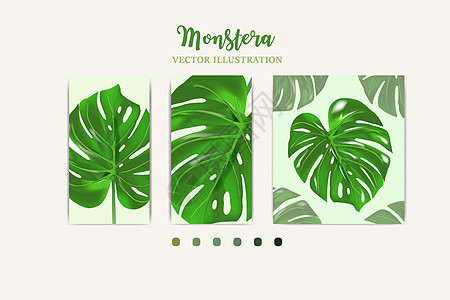图片中来自热带森林作物的龟背竹植物叶子可用于贺卡传单邀请网页设计到一切图片
