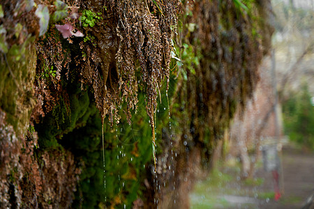 水从长满计划的山岩流下生态生长季节瀑布苔藓地面公园溪流流动植物群图片