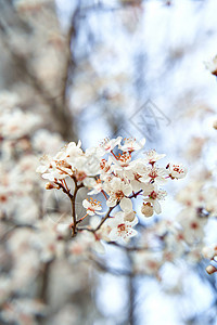 明春初春 杏树开花朵白花季节花瓣公园花园晴天植物学宏观墙纸背景园艺图片