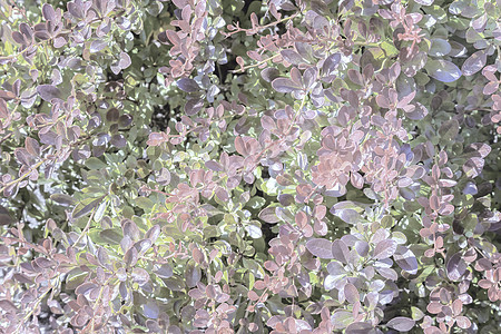 是一个美丽的装饰性灌木植物花园叶子树叶艺术设计植物学景观季节公园图片