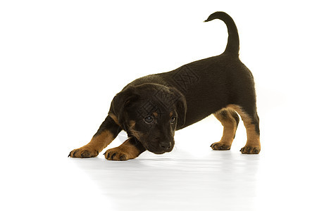 黑色和黑棕色杰克鲁塞尔小狗被白的孤立动物棕褐色犬类褐色脊椎动物哺乳动物品种幼兽工作室宠物图片