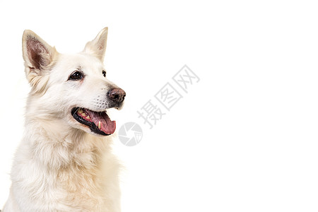 在白色背景上被孤立的白人瑞士人牧狗肖像忠诚动物纯品种工作室犬类牧羊人宠物朋友哺乳动物棕色图片