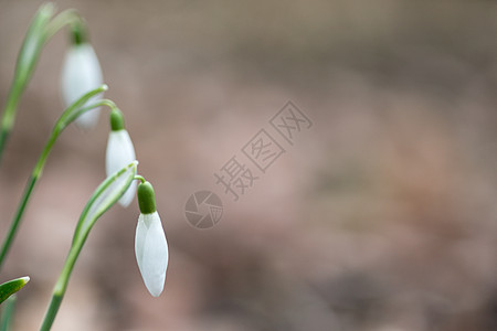 雪滴春花 有选择性焦点的紧贴宏脆弱性植物棕色花瓣季节白色绿色野花宏观漏洞图片