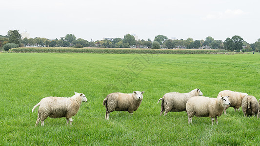 荷兰草原上的一群绵羊图片