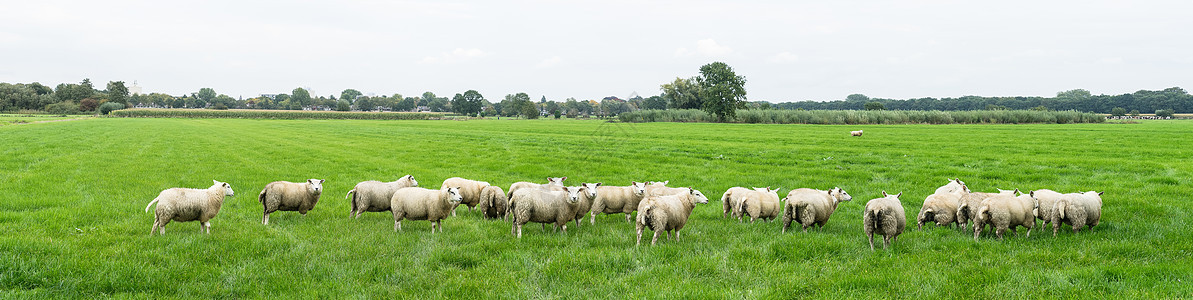 夏季在荷兰草地放牧的一群羊群农业羊肉农场场地哺乳动物牧场羊毛土地宠物植物背景图片