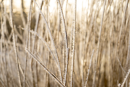 在阳光下紧贴的 带冰针的花状冻青草小麦稻草生长芦苇谷物芦苇地场景窗户季节土地图片