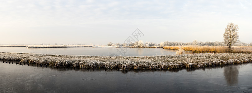 荷兰湿地冬季有冻雪和寒冷图片