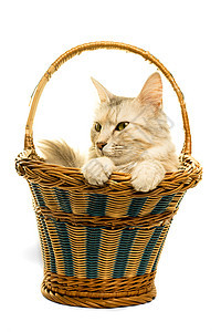 土耳其安哥拉猫用白色隔离虎斑工作室篮子动物猫科毛皮鼻子小猫大花猫宠物图片