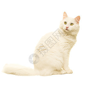 土耳其安哥拉猫用白色隔离哺乳动物小猫工作室尾巴宠物动物鼻子面包车毛皮图片
