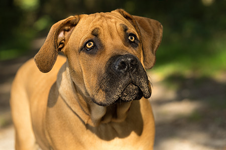 年轻的boerboel或南非马斯特夫Mastiff在前方露天露面哺乳动物男性宠物猎犬森林晴天太阳小狗警卫犬类图片