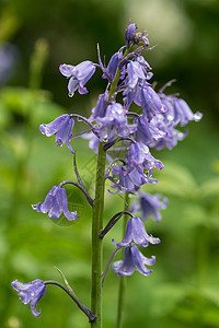 普通蓝铃 hyacinth非鱼马 水滴紧凑的宏植物学花园林地灯泡植物照片紫色植物群叶子宏观图片