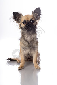 长头发长着蝴蝶耳朵的可爱小吉娃娃 白种背景被割除哺乳动物褐色耳朵小狗宠物动物白色工作室朋友犬类图片