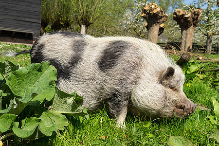 在一个农场的草地上行走范围便便免费哺乳动物猪肉花园大腹公猪动物白色背景图片