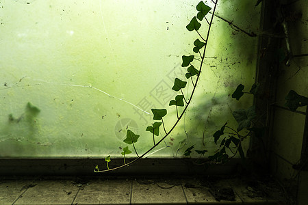 常春藤的枝条生长在 urbex 的地方 窗户破了 绿藻图片
