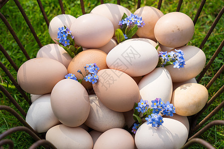 带鸡蛋的篮子在草地上 在东边的清晨找到金属装饰雏菊隐藏花朵蓝色花园季节兔子晴天图片