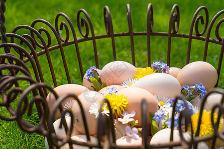 带鸡蛋的篮子在草地上 在东边的清晨找到风俗装饰晴天雏菊金属绿色隐藏柳条食物花园图片