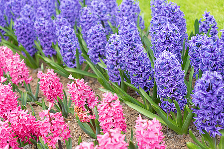 在荷兰Keukenhof的春天花园里 盛放着粉红和紫色的花朵公园生长花瓣繁荣蓝色植物学花坛季节花展庭园图片