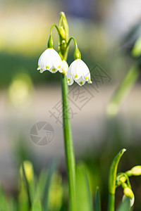 花朵 早春雪花 在花园的春日中阳光植物叶子生长绿色白色宏观野花日光植物群图片