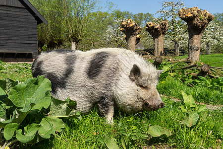 在一个农场的草地上行走白色头发公猪鼻子花园大腹免费动物范围猪肉图片