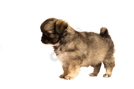 在白色背景侧观中被孤立的可爱的小吉娃娃小狗长发毛皮纯种哺乳动物食物耳朵工作室哈巴狗部位人体图片