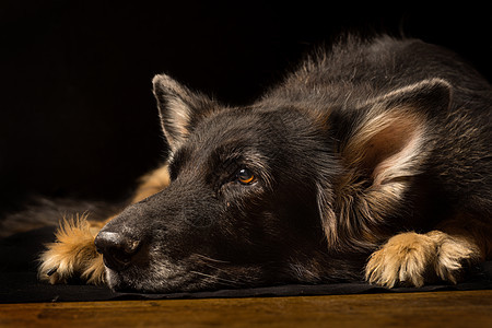 一个老德国牧羊犬头的近缝 躺在地板上图片