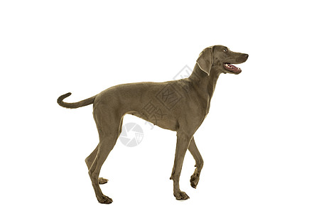 年轻女青年Weimaraner狗站在侧身 全身被白色隔离犬类动物忠诚威马女性主人哺乳动物灰色品种猎狗图片