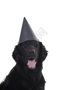 穿着白背景孤立的寿帽的黑色平板猎犬头部肖像 被划成白色背景帽子动物纯种狗工作室良种生日戏服最好的朋友毛皮犬类图片