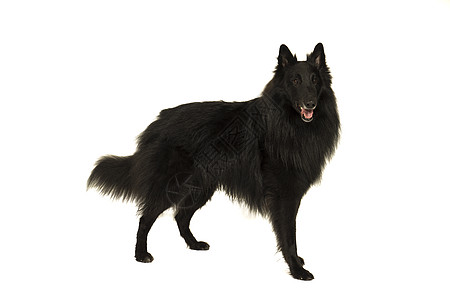 一只黑色的比利时牧羊犬的肖像 被白色隔离 看着相机老年犬类灰色哺乳动物动物宠物工作室毛皮耳朵忠诚图片
