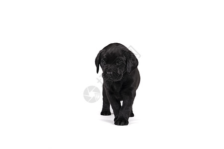 5周的老拉布拉多小狗被隔离在白色背景上站立猎犬血统猎人黑色品种工作室犬类工作动物忠诚图片