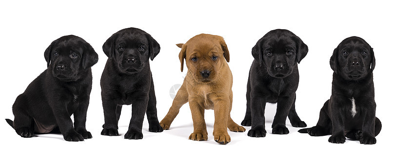 黑色和金色拉布拉多猎犬小狗的横幅在白色背景下被隔离猎人品种犬类团体动物哺乳动物朋友工作宠物工作室图片
