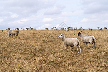 夏季在英国的牧羊地上放牧 在英国多切斯特多尔塞特附近的麦登城堡哺乳动物农村女性羊毛家畜草原场地羊肉农业英语图片
