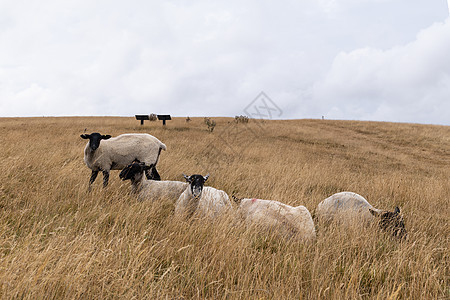 夏季在英国的牧羊地上放牧 在英国多切斯特多尔塞特附近的麦登城堡农场哺乳动物母羊假期干草羊肉牧场栅栏牲畜场地图片