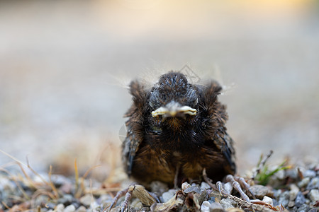 一只年轻的黑鸟在从巢穴中掉下来后后代羽毛小鸟翅膀画眉新生少年青少年天空小鸡图片