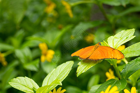 特写一只橙色朱莉娅蝴蝶或朱莉娅或火焰 或螺类宏观花园仙女漏洞昆虫野生动物热带翅膀动物图片